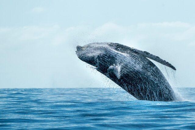 A humpback whale breaching off the East Cape